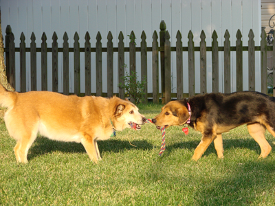 Nellie and sweet Pea